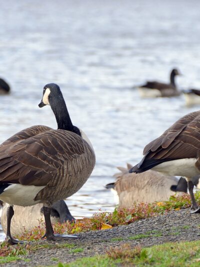 Dailey's Pond Recreation Area - South River, NJ