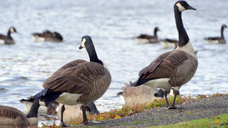 Dailey's Pond Recreation Area - South River, NJ