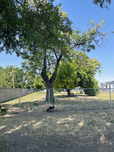 South Salt Lake Dog Park - South Salt Lake, UT
