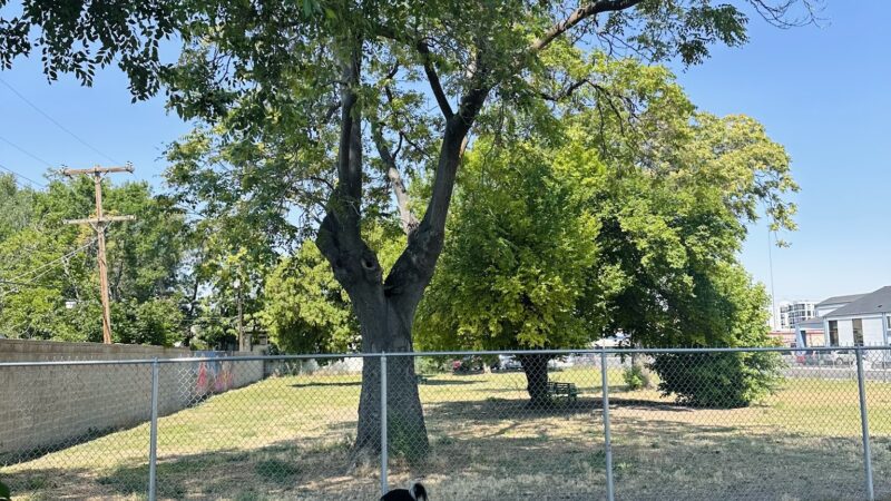 South Salt Lake Dog Park - South Salt Lake, UT