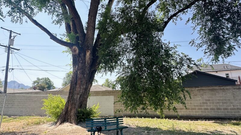 South Salt Lake Dog Park - South Salt Lake, UT