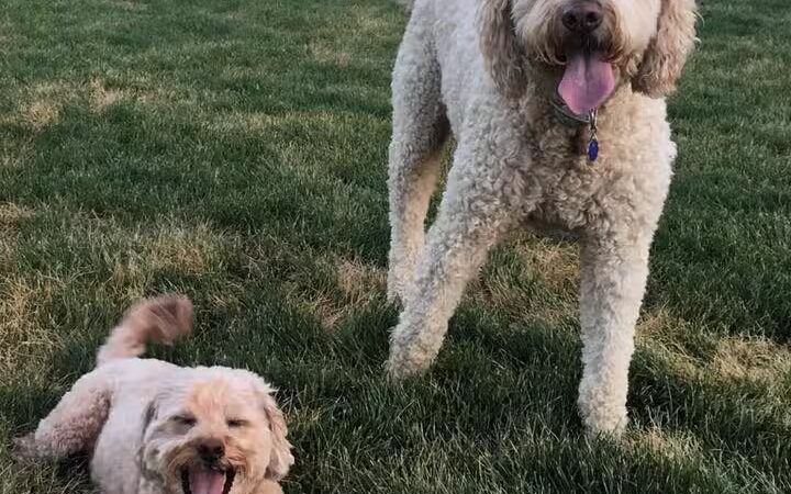 Happy Hounds Dog Park - South Weber, UT