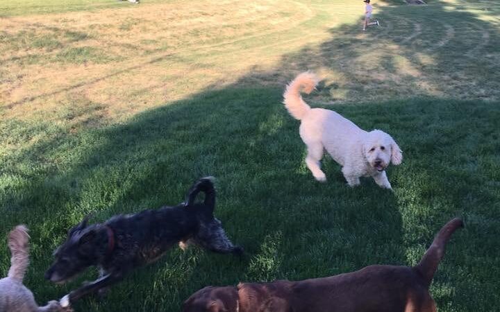 Happy Hounds Dog Park - South Weber, UT