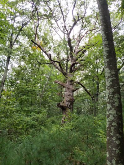 Beals Preserve - Southborough, MA