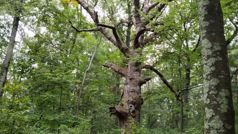 Beals Preserve - Southborough, MA