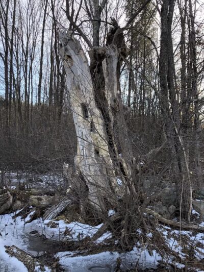 Beals Preserve - Southborough, MA