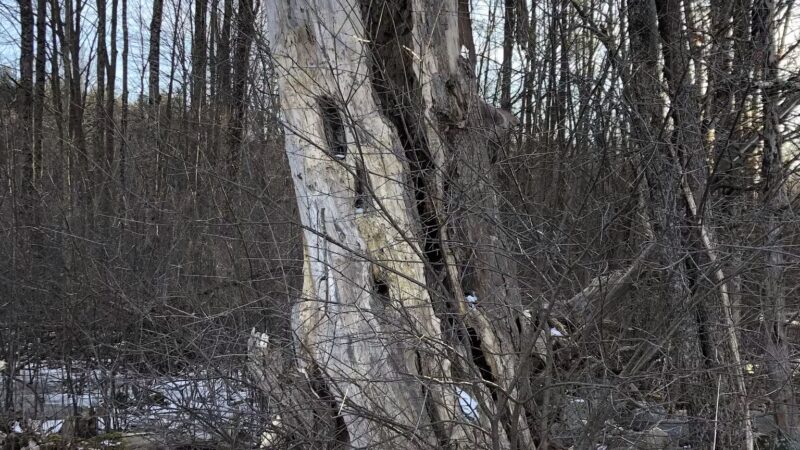 Beals Preserve - Southborough, MA