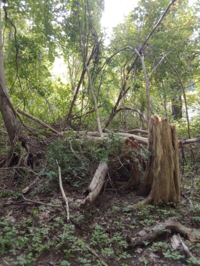 Westville Lake Community Path - Southbridge, MA