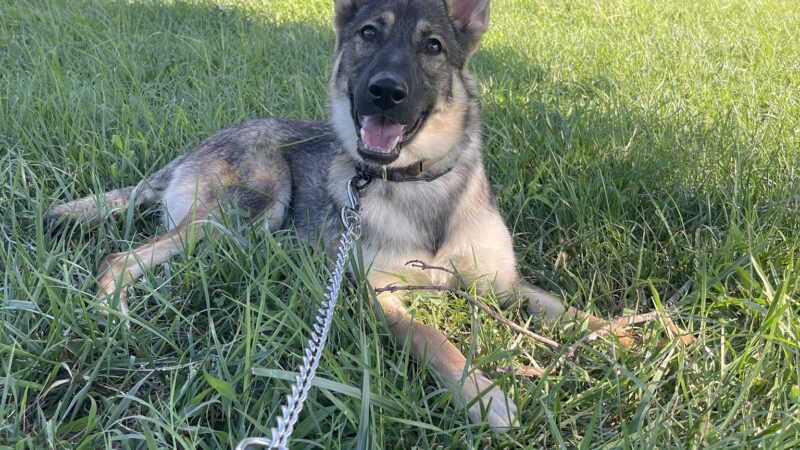 Southern Maryland Canine Academy - ,