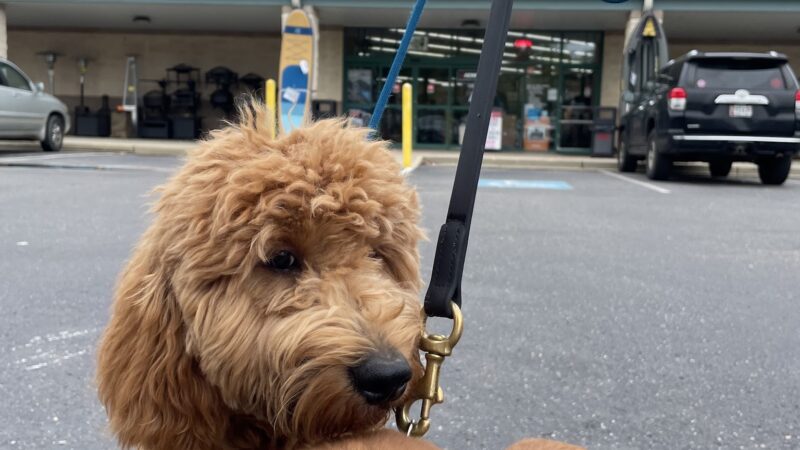 Southern Maryland Canine Academy - ,