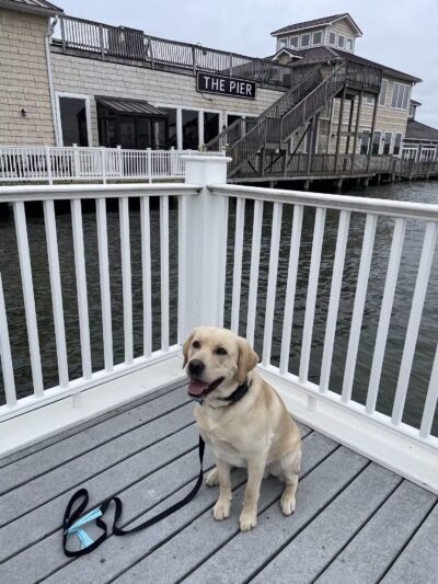 Southern Maryland Canine Academy - ,