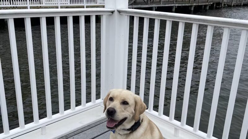 Southern Maryland Canine Academy - ,