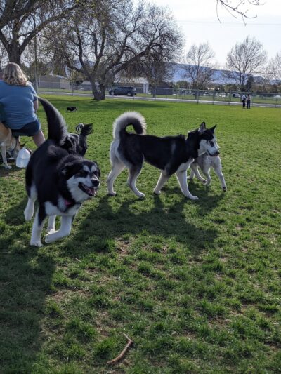 Spanish Fork Dog Park - Spanish Fork, UT