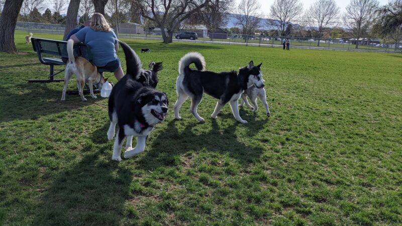 Spanish Fork Dog Park - Spanish Fork, UT