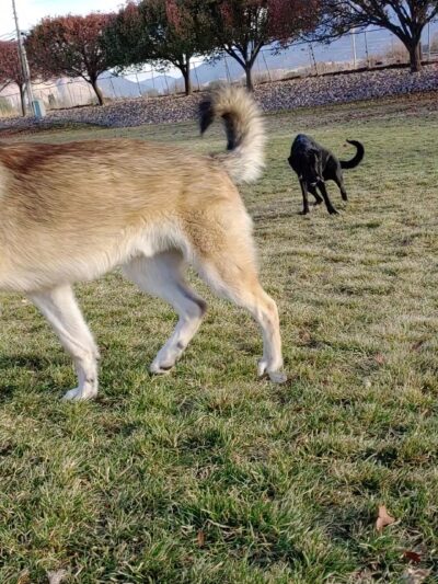 Spanish Fork Dog Park - Spanish Fork, UT