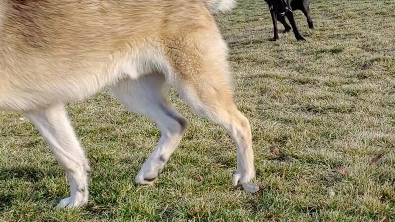 Spanish Fork Dog Park - Spanish Fork, UT
