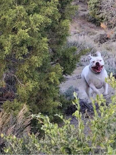 Dizzy Lizzie’s Dog Park - Spanish Springs, NV