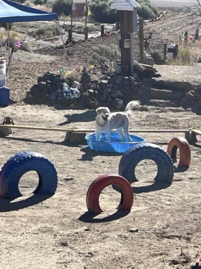 Dizzy Lizzie’s Dog Park - Spanish Springs, NV