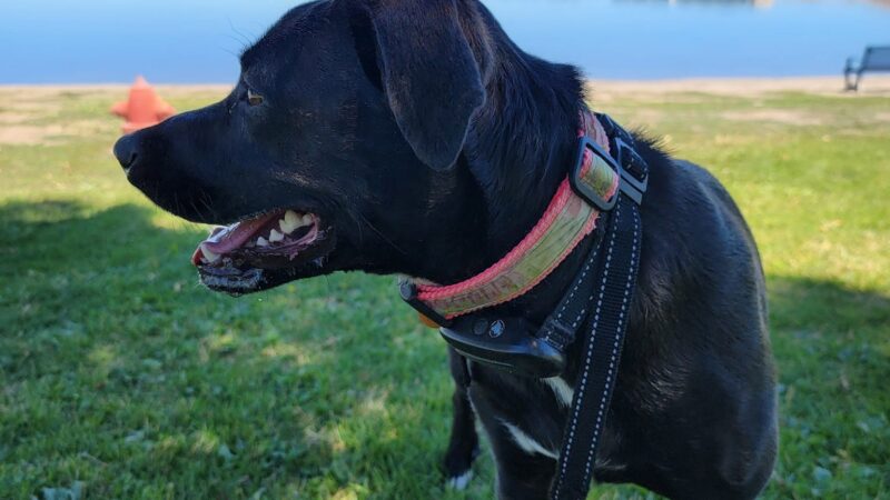 Sparks Marina Dog Park - Sparks, NV