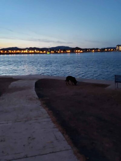 Sparks Marina Dog Park - Sparks, NV