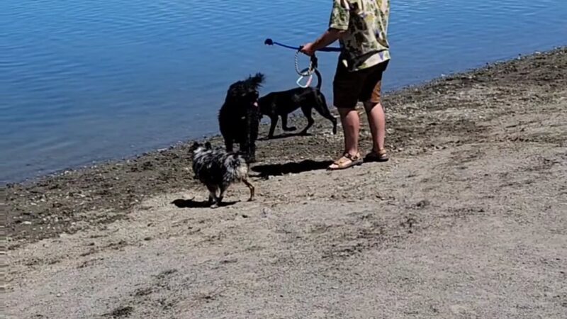 Sparks Marina Dog Park - Sparks, NV