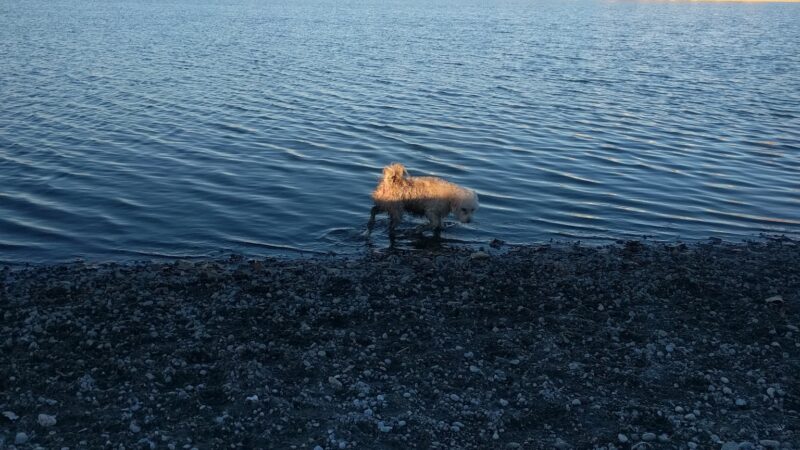 Sparks Marina Dog Park - Sparks, NV