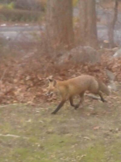 LMCC Hilltop Lakeview Park - Sparta, NJ