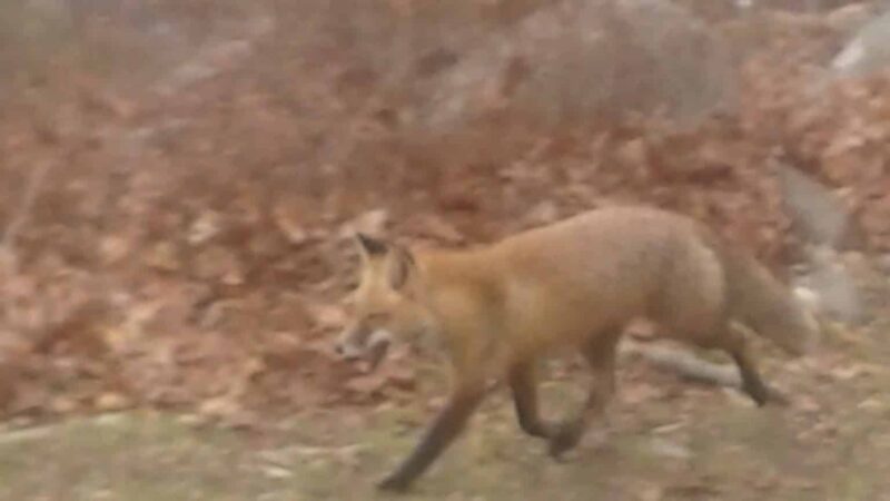 LMCC Hilltop Lakeview Park - Sparta, NJ