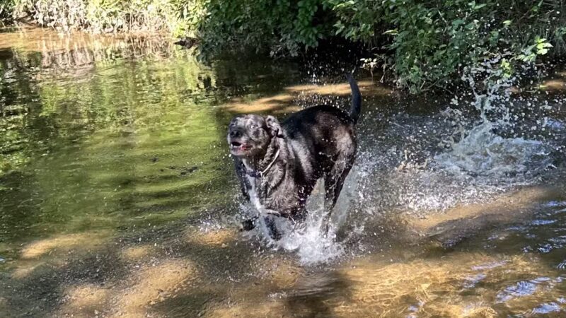Veterans Park - Sparta, NC