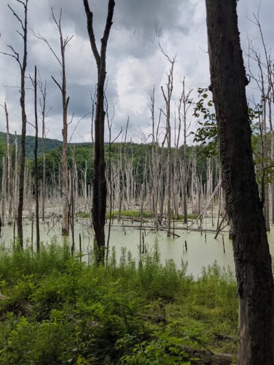 Lindsay-Parsons Biodiversity Preserve - Spencer, NY