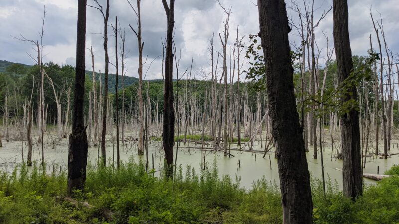 Lindsay-Parsons Biodiversity Preserve - Spencer, NY