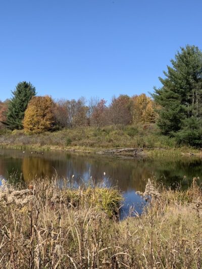 Lindsay-Parsons Biodiversity Preserve - Spencer, NY
