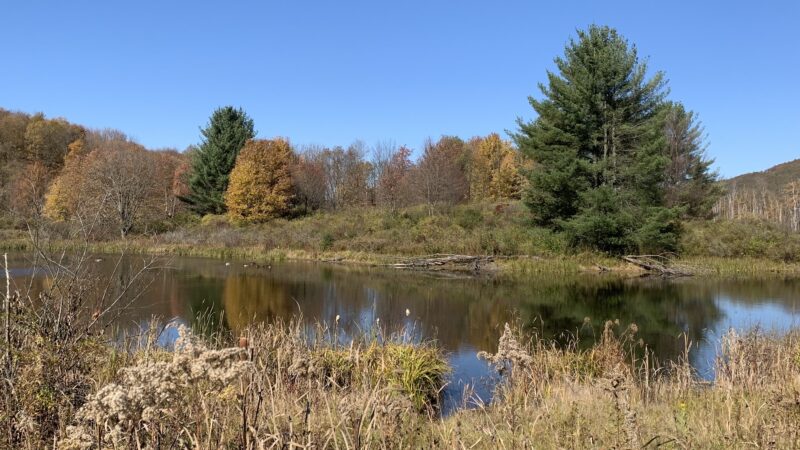 Lindsay-Parsons Biodiversity Preserve - Spencer, NY