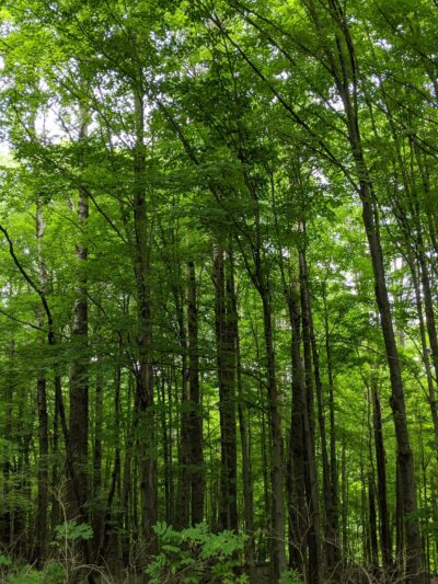 Lindsay-Parsons Biodiversity Preserve - Spencer, NY