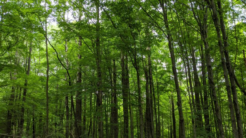 Lindsay-Parsons Biodiversity Preserve - Spencer, NY