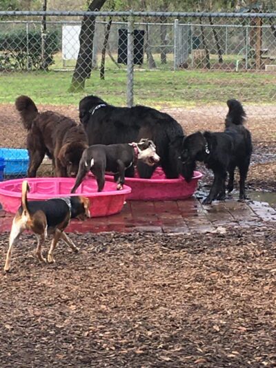 Rotary Centennial Dog Park - Spring Hill, FL