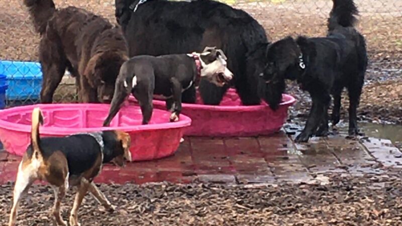 Rotary Centennial Dog Park - Spring Hill, FL