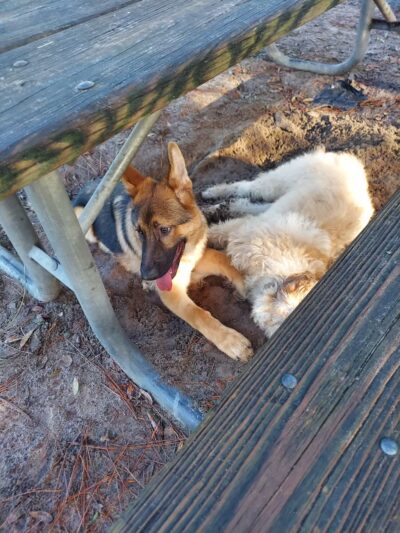 Rotary Centennial Dog Park - Spring Hill, FL