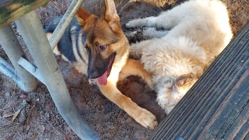 Rotary Centennial Dog Park - Spring Hill, FL