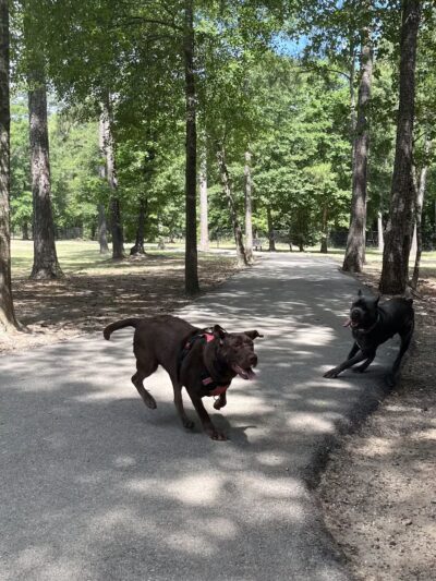 Bibi & Mini-Me Bush Dog Park - Spring, TX