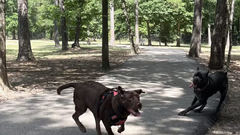 Bibi & Mini-Me Bush Dog Park - Spring, TX