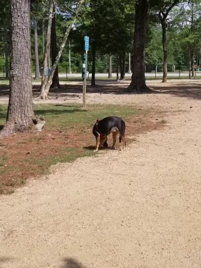 Bibi & Mini-Me Bush Dog Park - Spring, TX