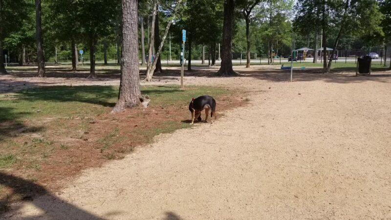 Bibi & Mini-Me Bush Dog Park - Spring, TX