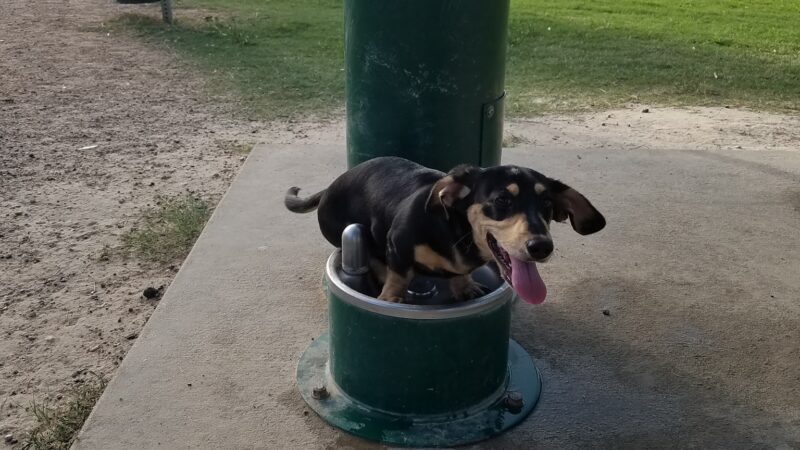 Meyer Dog Park - Spring, TX