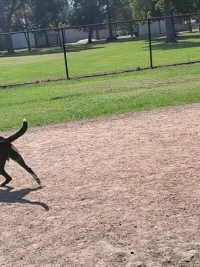 Meyer Dog Park - Spring, TX