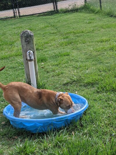 Meyer Dog Park - Spring, TX