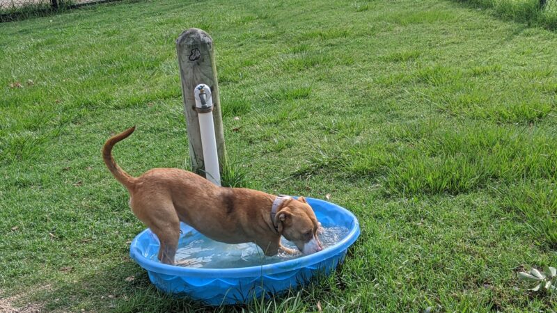 Meyer Dog Park - Spring, TX