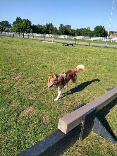 Dog Park Shaw Family Park - Springdale, AR