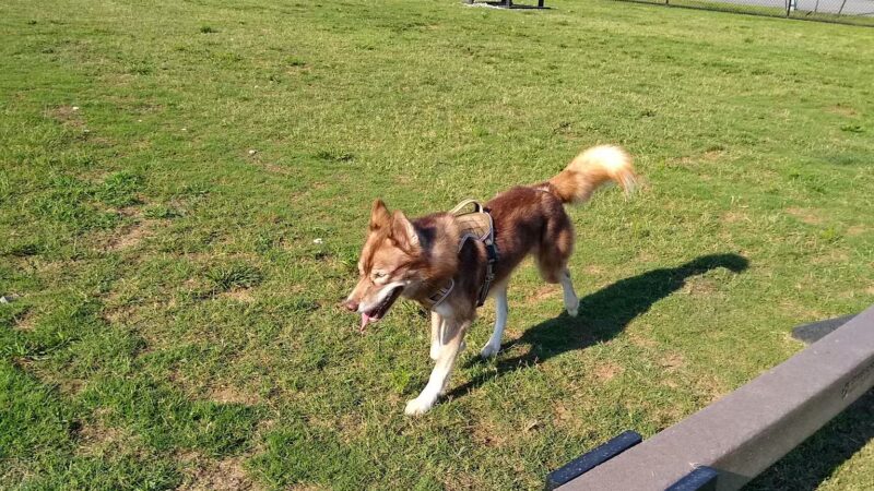 Dog Park Shaw Family Park - Springdale, AR
