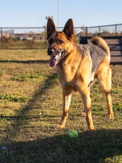 Dog Park Shaw Family Park - Springdale, AR